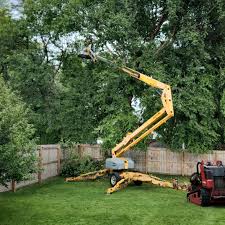 Best Tree Mulching  in Medford, WI
