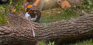 Best Lawn Mowing  in Medford, WI