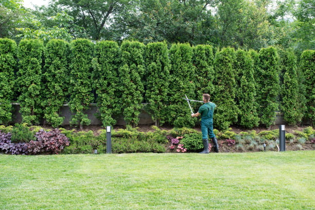 Professional Tree Removal in Medford, WI
