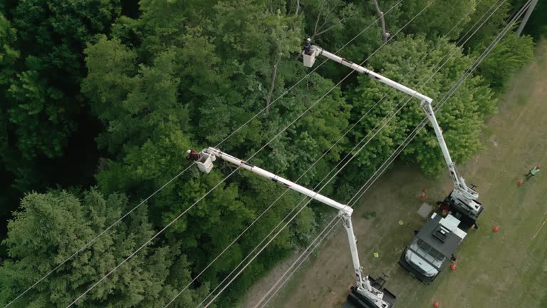 Best Tree Disease Treatment  in Medford, WI