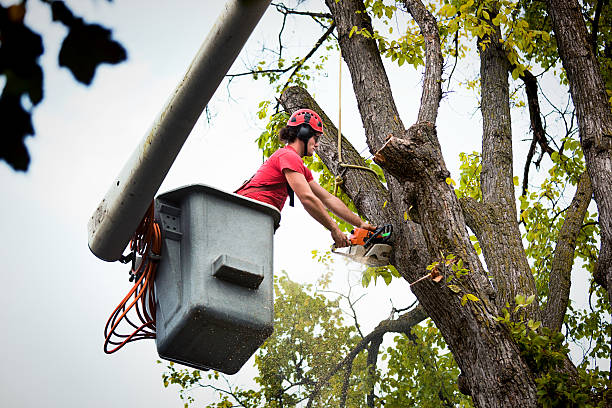 How Our Tree Care Process Works  in  Medford, WI