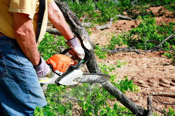Organic Lawn Care Solutions in Medford, WI